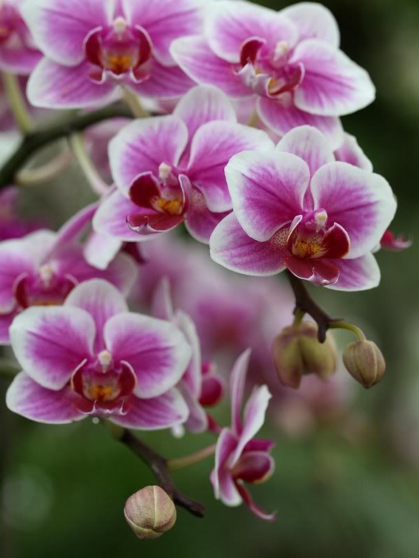 Orchids03052011-4.jpg