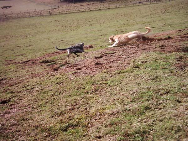 Ferreting_hump_field_003.jpg