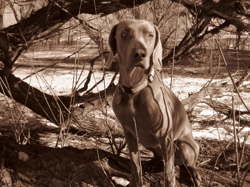 IMAGE: http://img.photobucket.com/albums/v328/2Knives/006.jpg