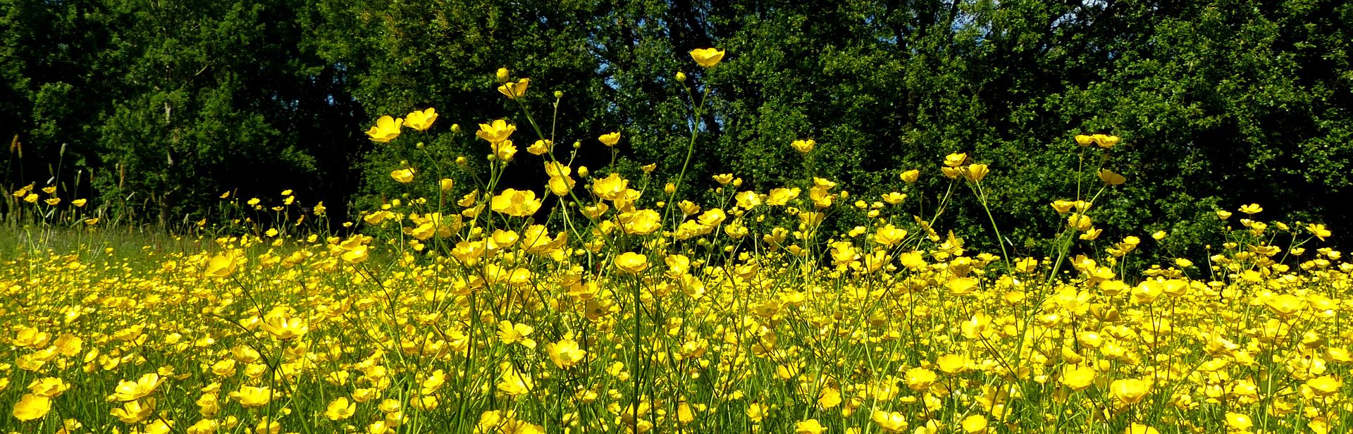 This image has an empty alt attribute; its file name is 04-23-16%20Buttercups.jpg