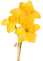 daffodil2.gif