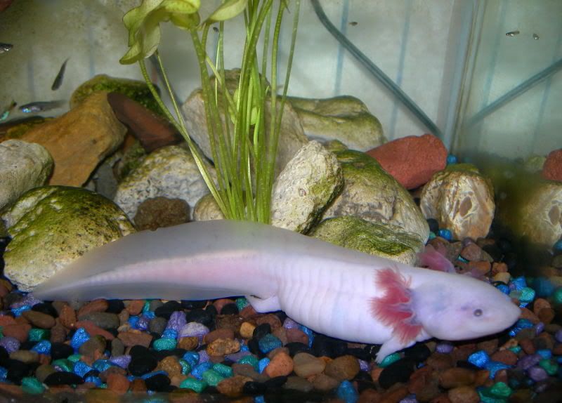 Axolotl Wiki