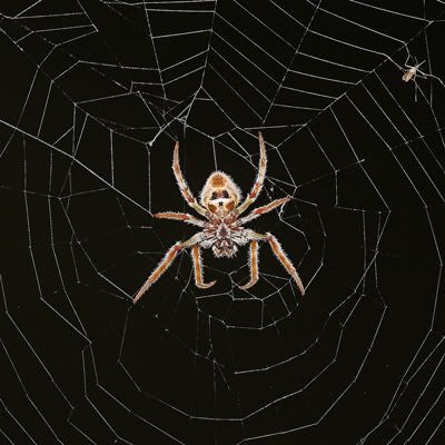 Orb Weaver