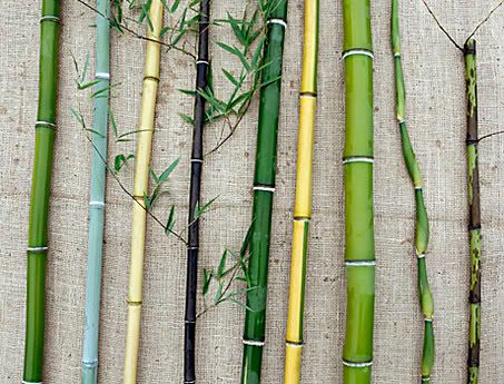 Picture showing some bamboo varieties