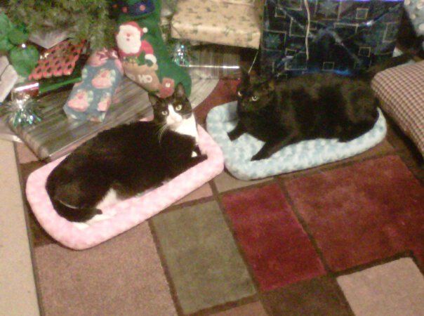 kittyxmas.jpg