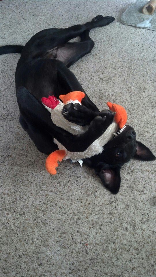 moose2.jpg