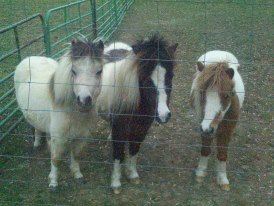ponies.jpg
