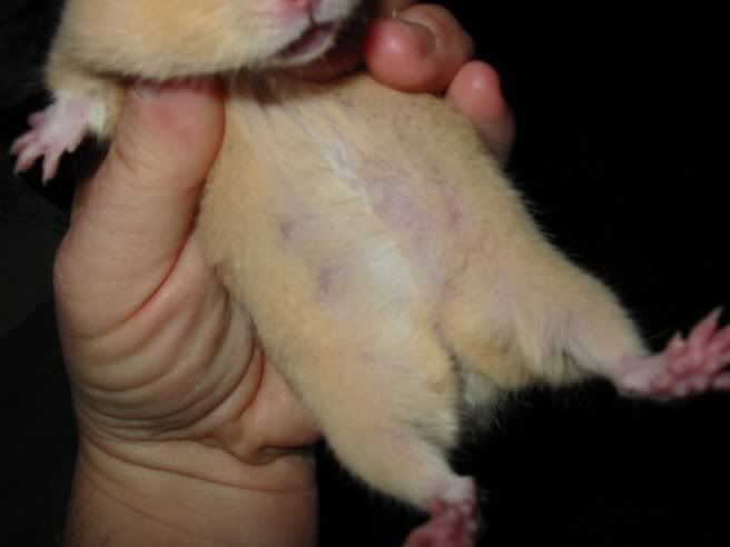 Hamsters Pregnant
