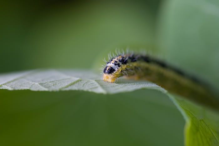 caterpillar2.jpg