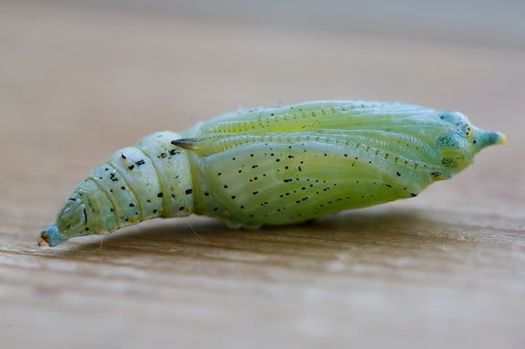 pupae.jpg