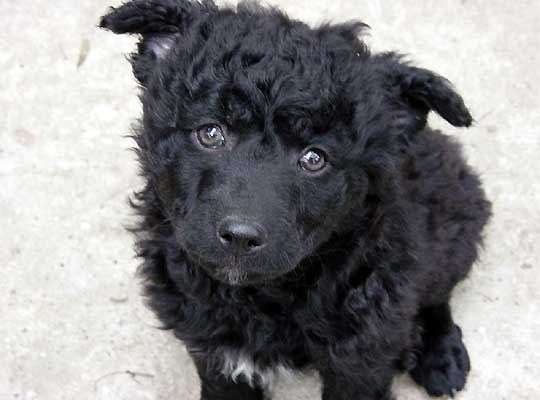 Croatian Sheepdog - Puppy