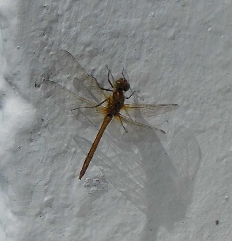  photo DragonFly_zpsc65fe631.jpg