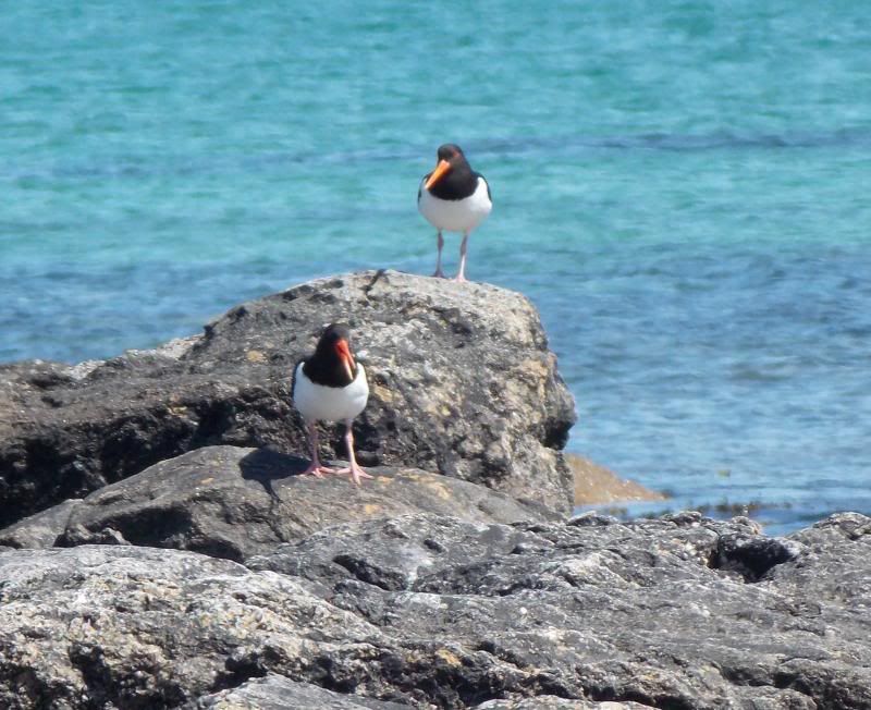  photo OysterCatchers_zps938e85fc.jpg