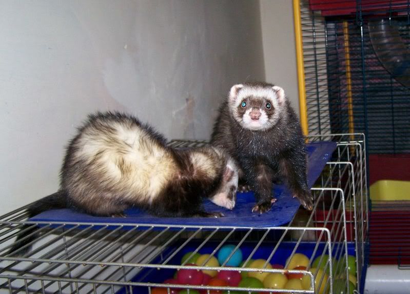 I'm bigger than mummy