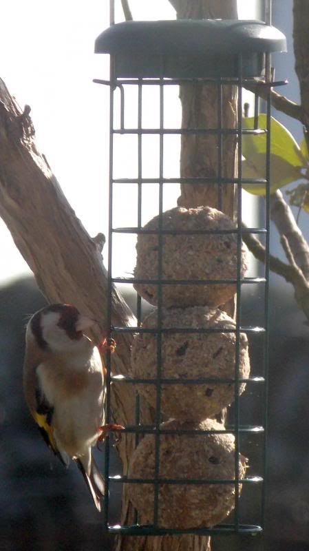  photo Goldfinch2_zps878ea882.jpg