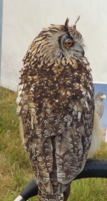  photo IndianEagleOwl2_zps594c76e2.jpg