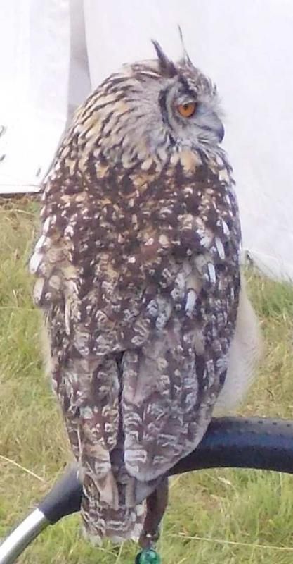  photo IndianEagleOwl_zps2796969a.jpg