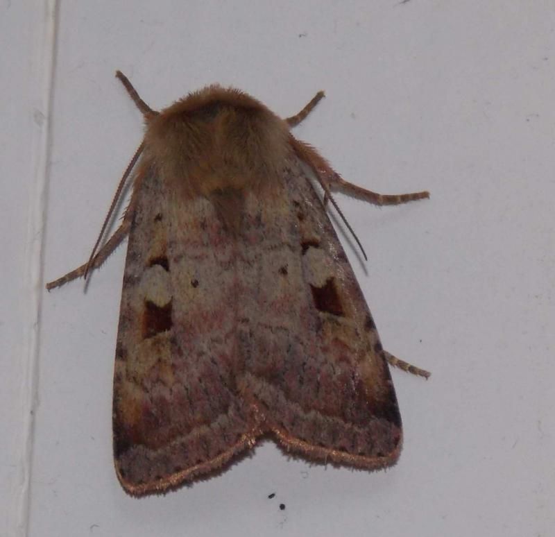  photo Moth1_zpsa3180070.jpg