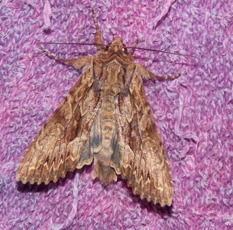  photo Moth2_zps9141dca2.jpg