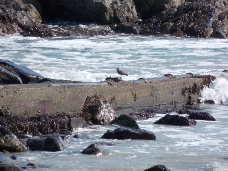  photo Redshank_zpsa7e8fd07.jpg