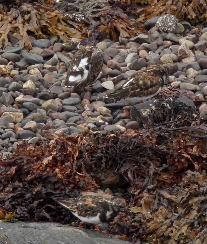  photo Turnstones2_zpsa6684d36.jpg