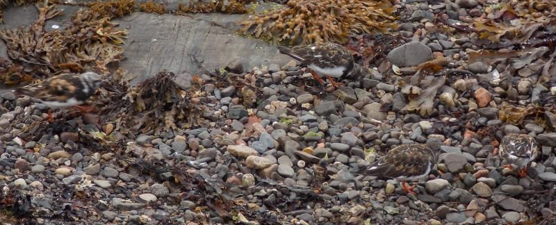  photo Turnstones_zps58363f4d.jpg