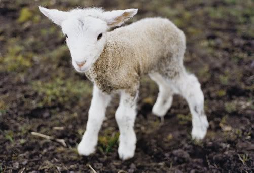 Baby Lamb I Relate to Pictures, Images and Photos