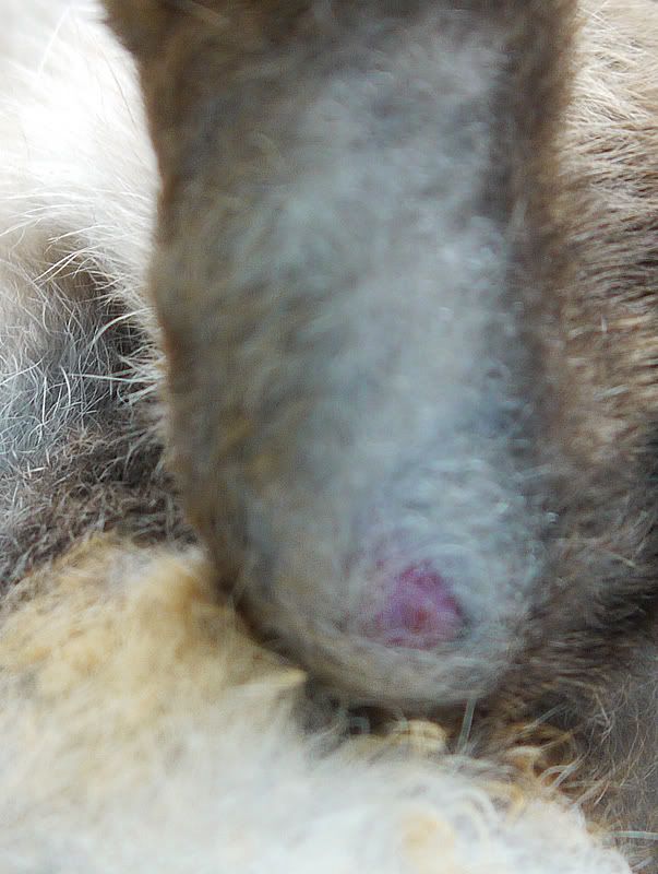 Schwiele an der Hinterpfote? - Kaninchen