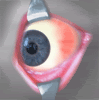 Eye-Animated2.gif
