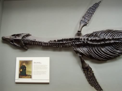 Mary Anning\'s famous Plesiosaur Pictures, Images and Photos