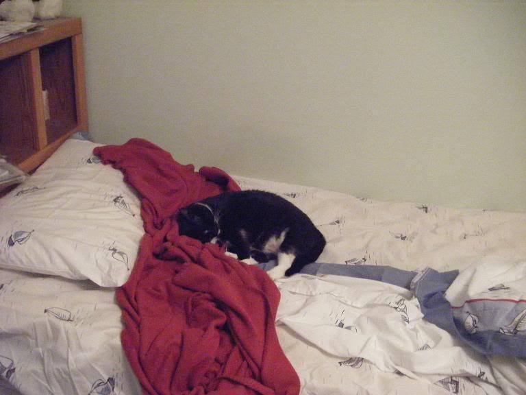 sleepyfurball.jpg