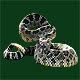 rattlesnake Avatar