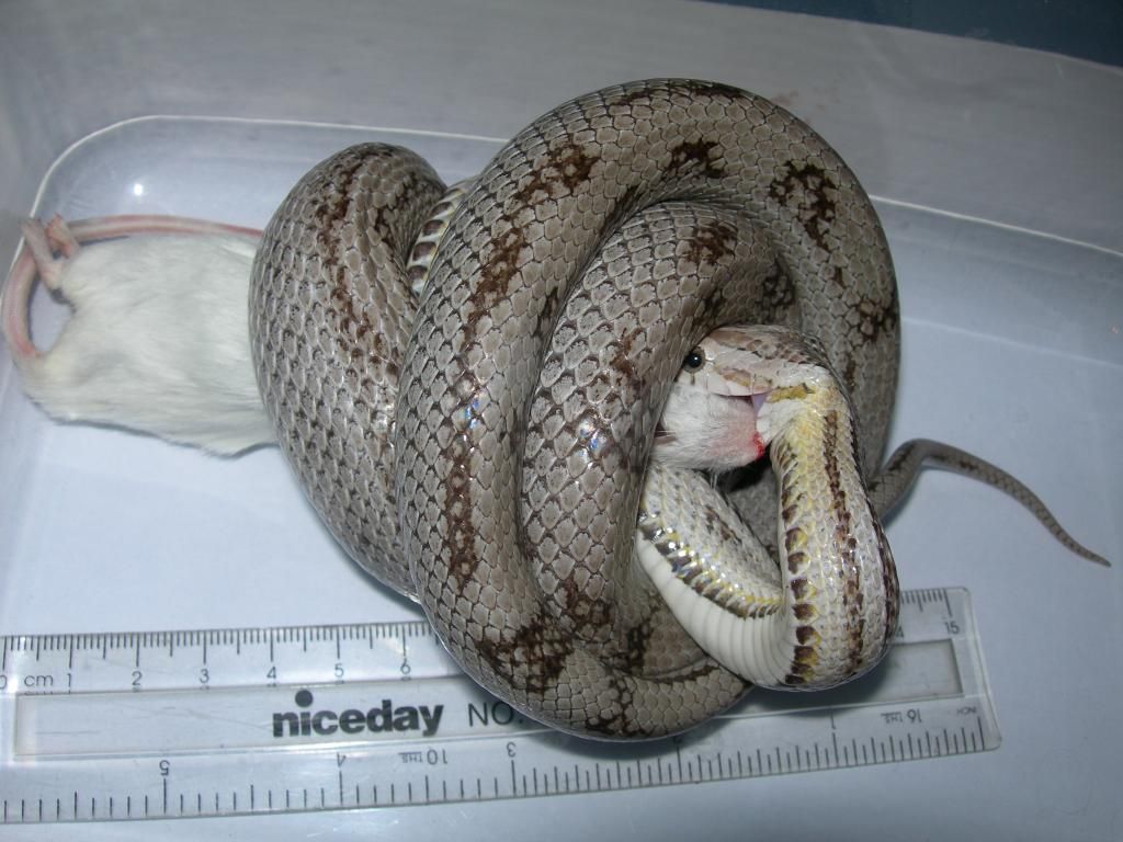 Corn Snake Mouse Size Chart