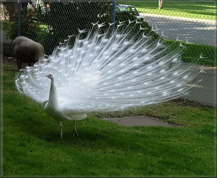 white peacock wedding dress