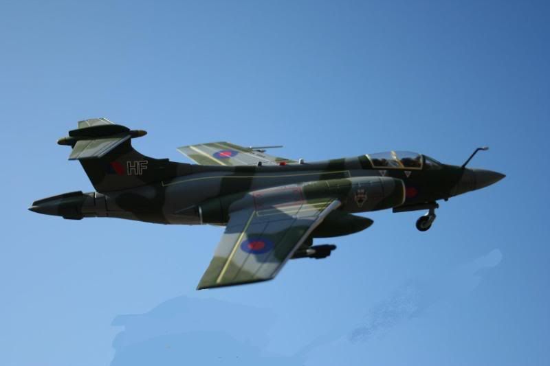 corgi buccaneer