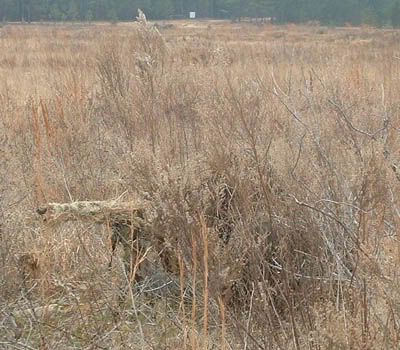 Forum Image: http://img.photobucket.com/albums/v332/CPOK/ghillie-suits-3.jpg