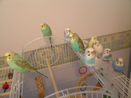 10budgies.jpg