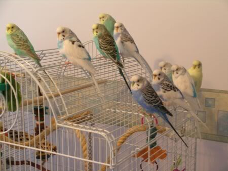 10budgies2.jpg