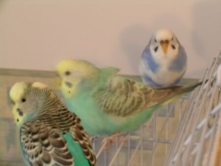 3hens2.jpg