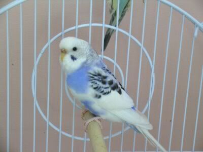 Blueberry1.jpg