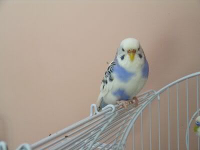 Blueberry2.jpg