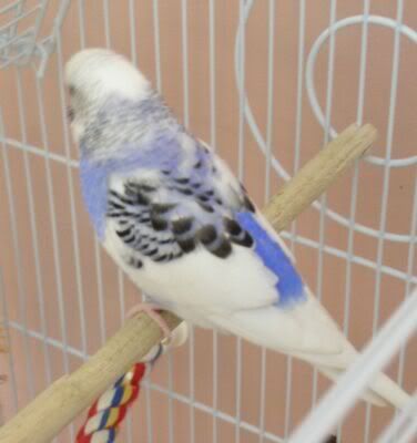 Blueberry6.jpg