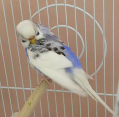 Blueberry7.jpg