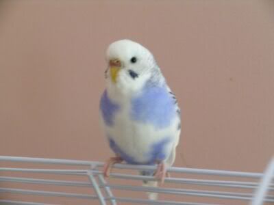 Blueberry9.jpg