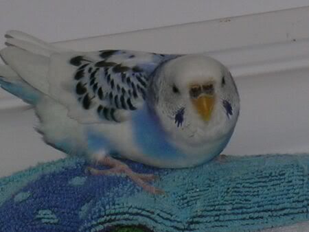 BrownFeathers.jpg