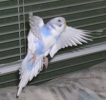 Flight.jpg