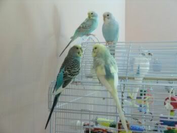 MyBudgies1.jpg