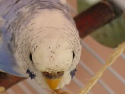 Pinfeathers.jpg