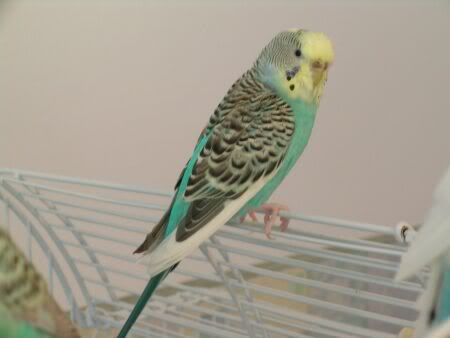 ScruffySkittles.jpg