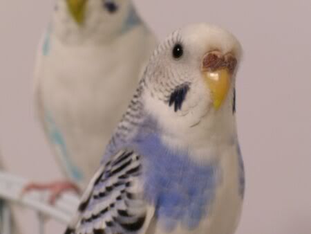 blueberry2.jpg